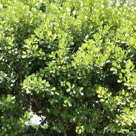 thumbnail for publication: Clusia rosea: Pitch Apple